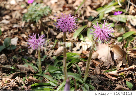 ショウジョウバカマ ショウジョウバカマ 21643112