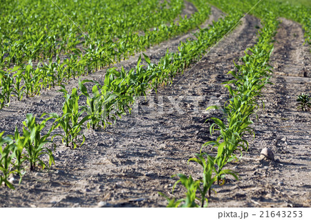 Field with corn   21643253