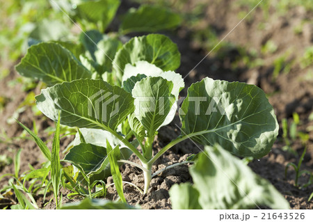 Field with cabbage  21643526