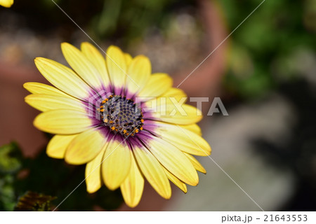 オステオスペルマム オステオスペルマム 21643553