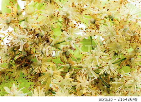 flowering plant, close-up flowering plant, close-up 21643649