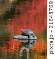 Turtle Resting on a Rock in a Pond 21643769