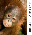 Baby Orangutan - Portrait 21643770