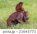 Baby Orangutan - Playing Horsey 21643771
