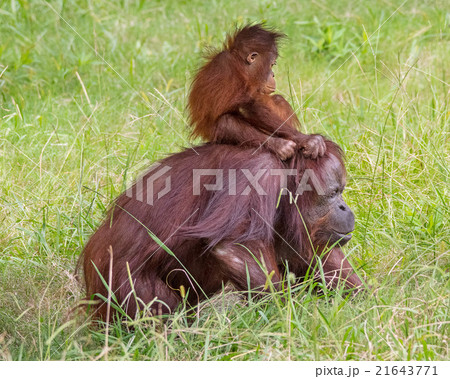 Baby Orangutan - Playing Horsey 21643771