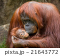 Orangutan - Mother and Her Precious Baby 21643772