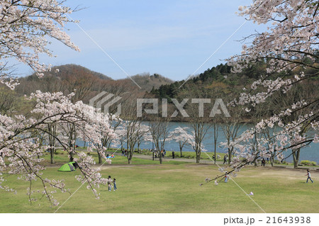 春の志高湖 21643938