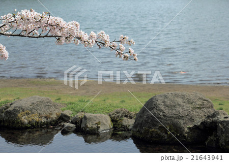 春の志高湖 21643941
