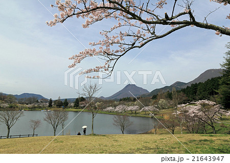 春の志高湖 21643947