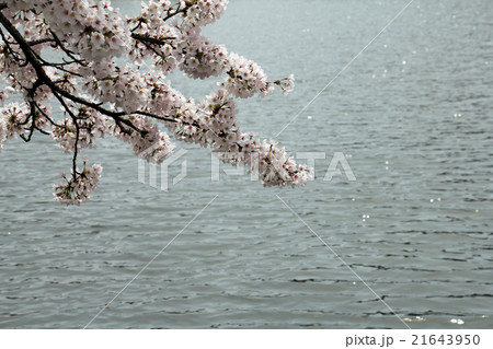 春の志高湖 21643950