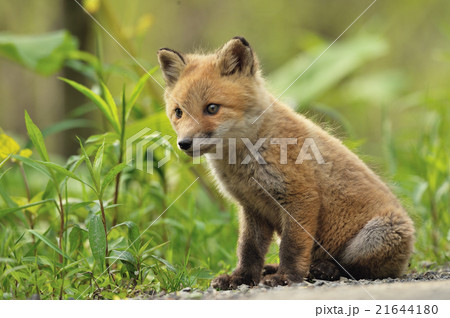 座るキタキツネの子供 座るキタキツネの子供 21644180