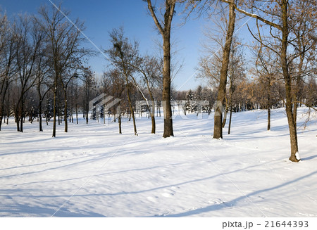 trees in winter   21644393