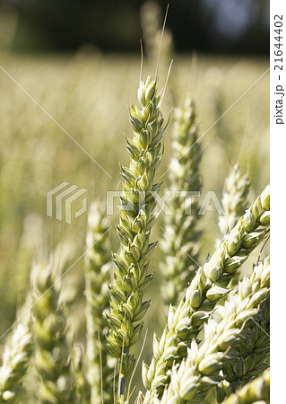 wheat field, tree  21644402