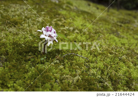 二尊院　沈丁花 21644424