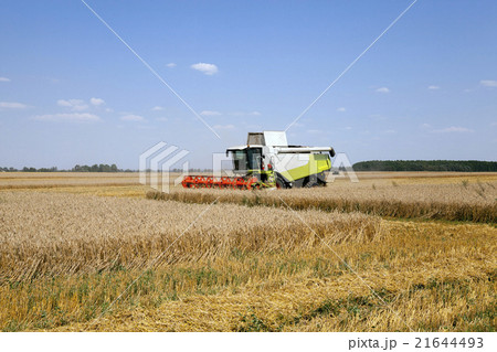 cereals in summer. cereals in summer. 21644493