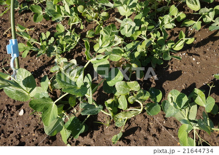 さやえんどう 21644734