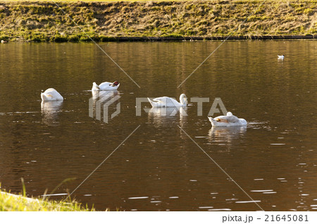 swans on the lake swans on the lake 21645081