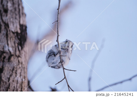 北海道のモモンガ 北海道のモモンガ 21645241