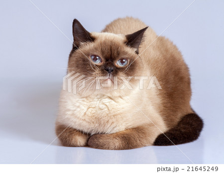 Studio portrait of siamese cat 21645249