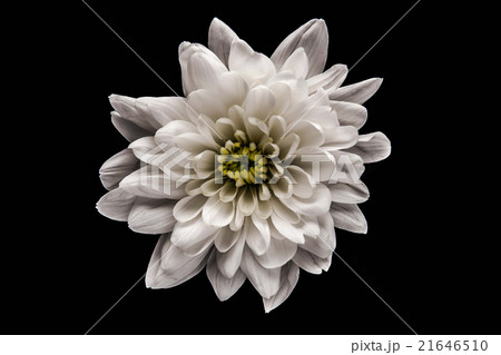 Chrysanthemum on the black background Chrysanthemum on the black background 21646510