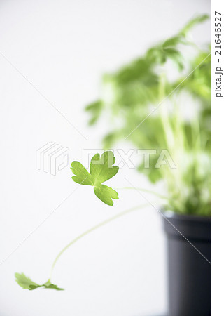 Parsley leafs close-up 21646527