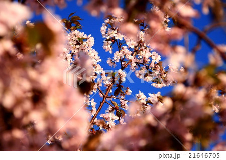 桜と青空 桜と青空 21646705