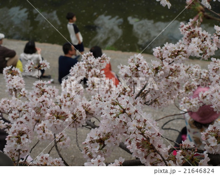山崎川の桜　さくら　桜　サクラ 21646824