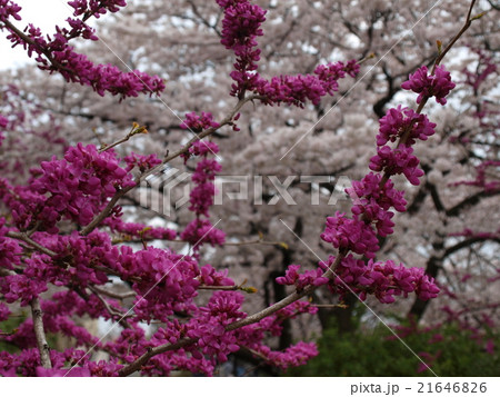 山崎川の桜 さくら 桜 サクラ ハナズオウ はなずおうの写真素材