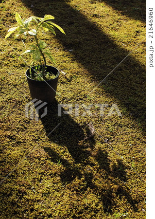 鉢植と影 21646960