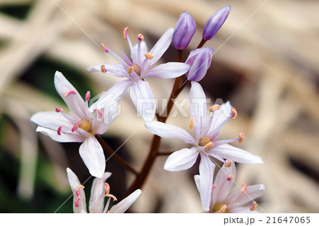 シラービフォーリア Scilla bifolia シラービフォーリア Scilla bifolia 21647065