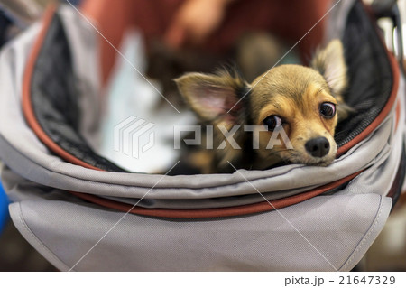Adorable chihuahua dog with curious emotion 21647329