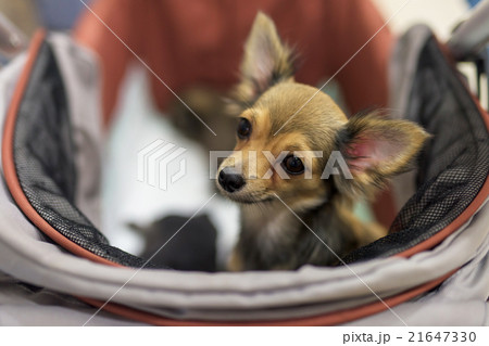 Portrait of chihuahua Portrait of chihuahua 21647330
