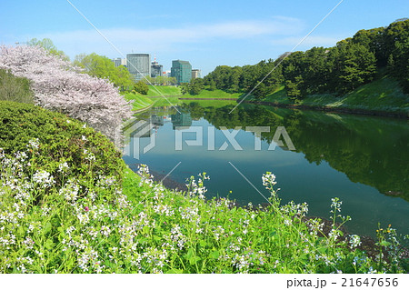 半蔵濠桜 21647656