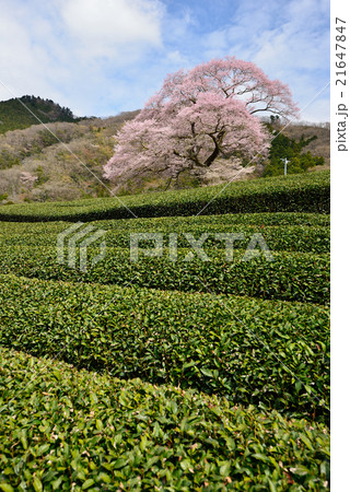 牛代の水目桜　満開のエドヒガン桜　静岡県 21647847