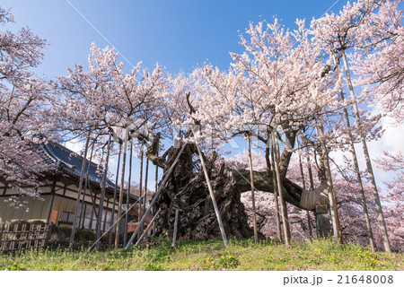 実相寺 山高神代桜 21648008