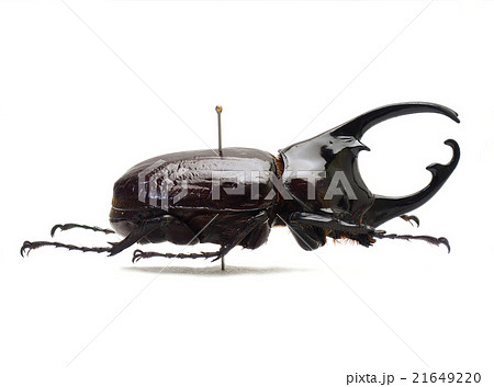 カメルーン産ケンタウルスオオカブト♂ 21649220