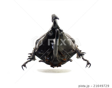 カメルーン産ケンタウルスオオカブト♂ 21649729