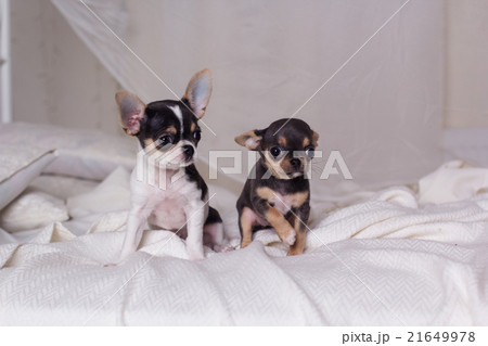 Two dogs are sitting on bed Two dogs are sitting on bed 21649978