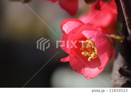 国華・ボケの花と雨雫 国華・ボケの花と雨雫 21650523