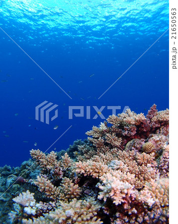 沖縄・座間味島に広がる枝サンゴの珊瑚礁 21650563