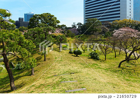 旧芝離宮恩賜庭園と満開の桜 21650729