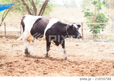 Cows on Farm. 21650788