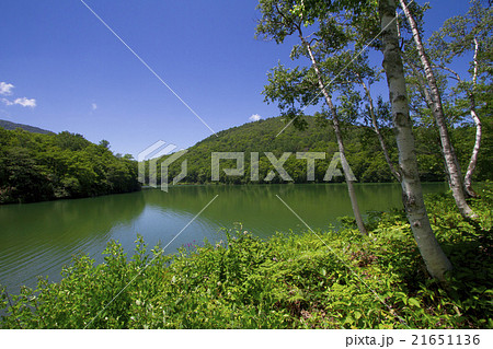 夏の志賀高原 琵琶池の写真素材