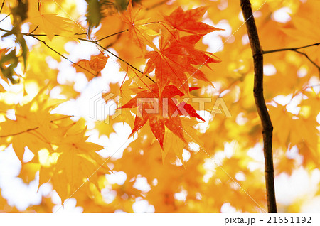 さわやかな紅葉 21651192