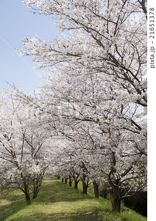 木津川市山城町のサクラ 木津川市山城町のサクラ 21651378