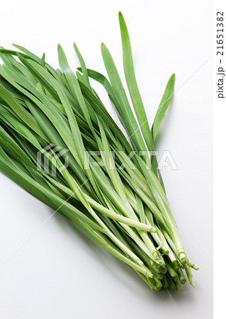 ニラ3 ニラ3 21651382