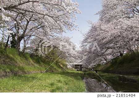 井手町玉川のさくら 井手町玉川のさくら 21651404