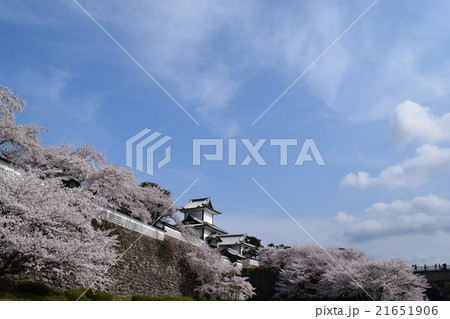 石川門 桜 石川門 桜 21651906