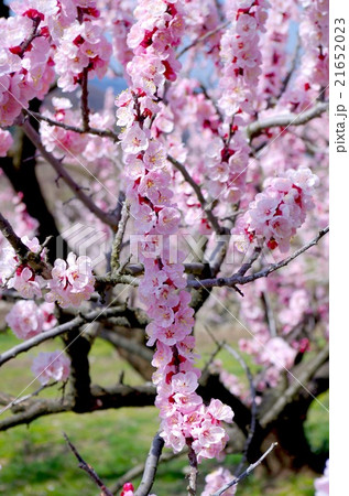 アンズの花 21652023