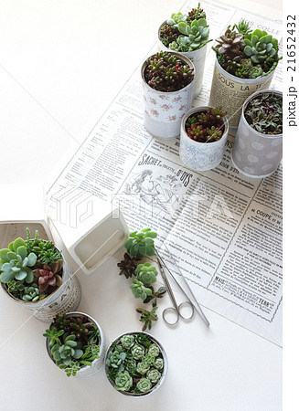多肉植物の寄せ植え 21652432